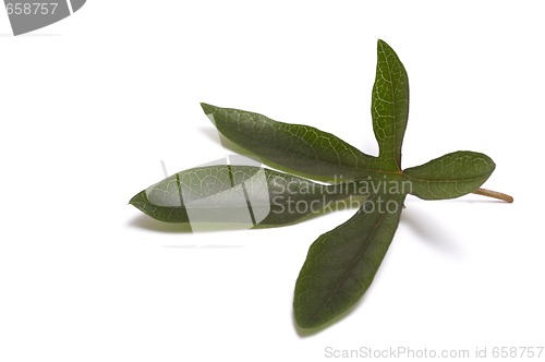 Image of passiflora leaf