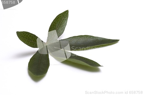 Image of passiflora leaf