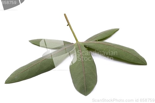 Image of passiflora leaf