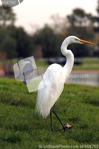 Image of Snowy Egret Bird Outdoors