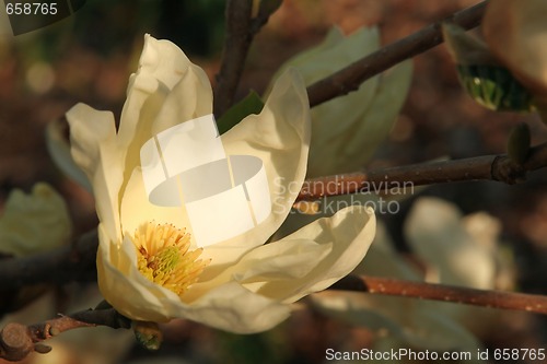 Image of Sunset Lit Cream Colored Magnolia Flower