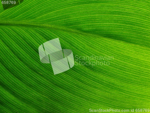 Image of Beautiful Leaf Texture