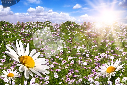 Image of Happy Field of Colorful Daisies With Bright Sun Flare