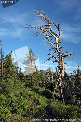 Image of Beautiful Tree in the Sierra Mountains