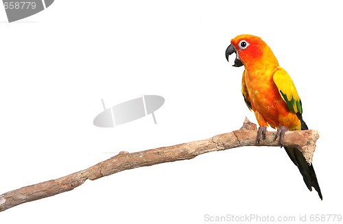 Image of Sun Conure Parrot Screaming on a Branch