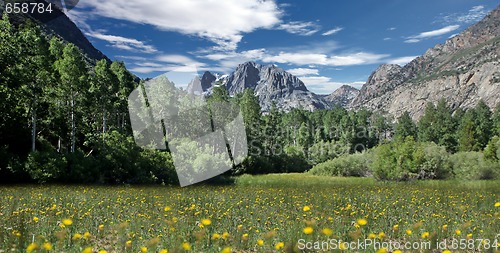 Image of Field of Flowers in the Eastern Sierras