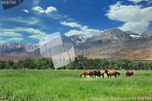 Image of Horses Living in the Eastern Sierra  Mountains