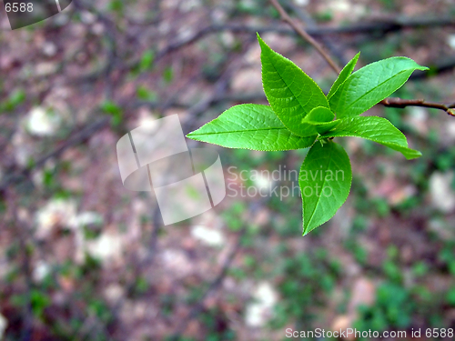 Image of Spring leaf