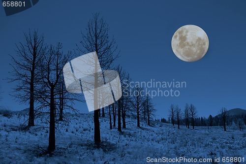 Image of Moon and Trees in the Sierras