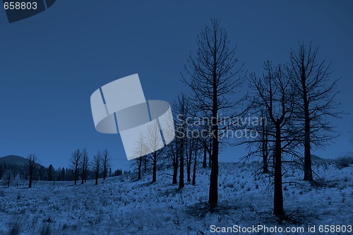 Image of Moonlit Trees in the Sierra Mountains