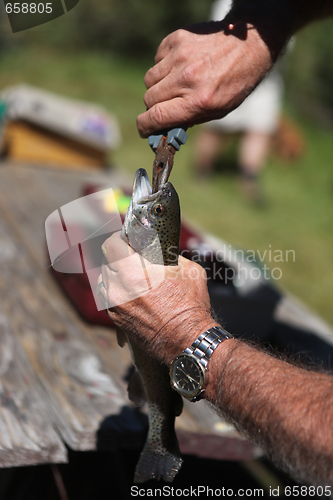 Image of Removing a Fish Hook From a Trout Mouth