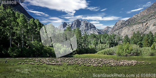 Image of Sheep Grazing in the Sierra Mountains