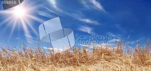 Image of Golden Wheat Field Panorama With a Beautiful Sky