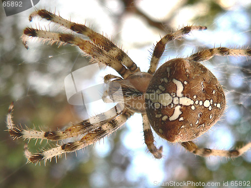 Image of Orb Spider