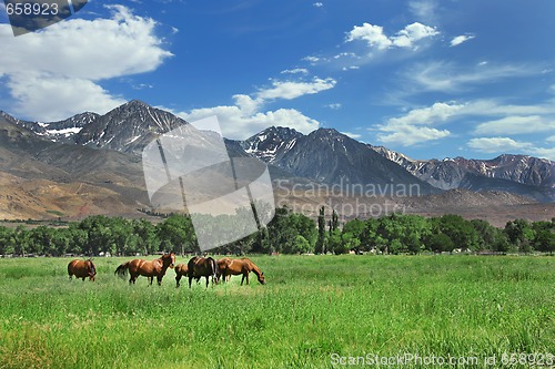 Image of Brown Horses Grazing in the Mountain Meadows