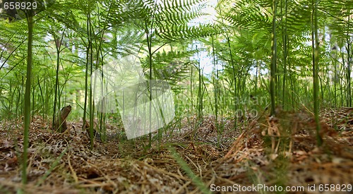 Image of Fern Fantasy Forest