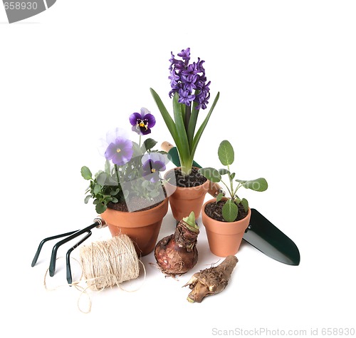 Image of Gardening Essentials With Plants and Tools
