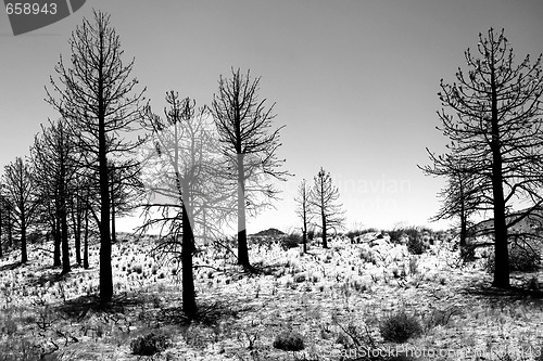 Image of Stark Tree Landscape in the Sierra Mountains