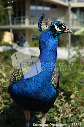 Image of Closeup of Bright Peacock on a Sunny Day