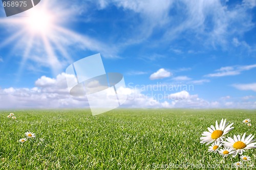 Image of Bright Beautiful Daisy and Grass Field