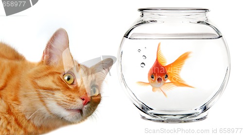 Image of Calico Cat Watching a Gold Fish