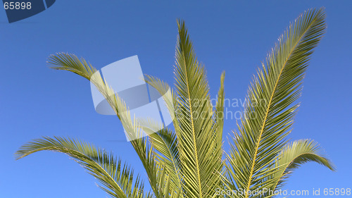 Image of Palm Leaves