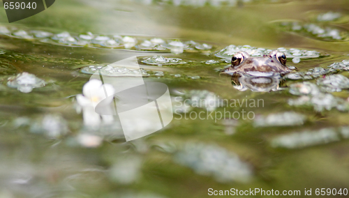 Image of brown frog