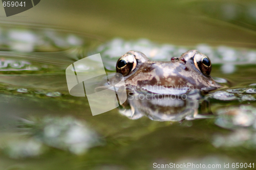 Image of brown frog