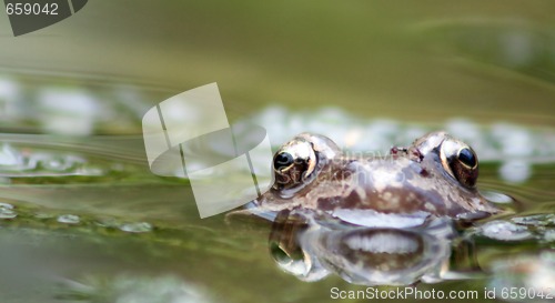 Image of brown frog