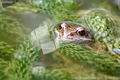 Image of brown frog