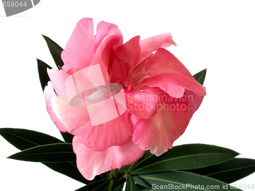 Image of oleander