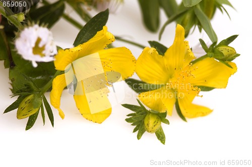 Image of wildflowers