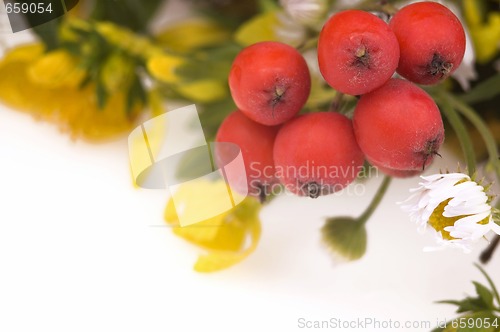 Image of wildflowers