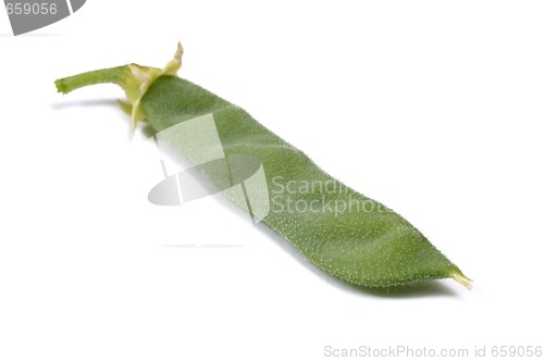 Image of bean