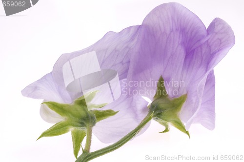 Image of bean. flower