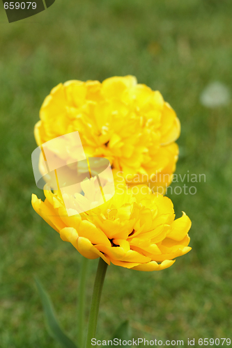 Image of Yellow tulip