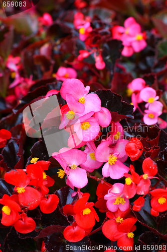 Image of Pink and red begonia