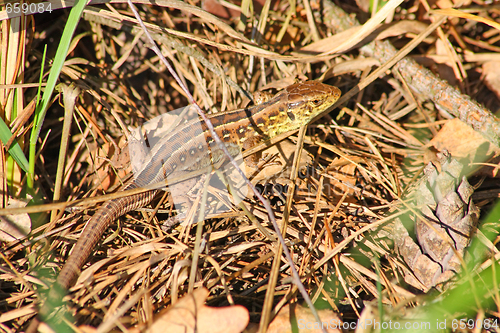Image of Lizard