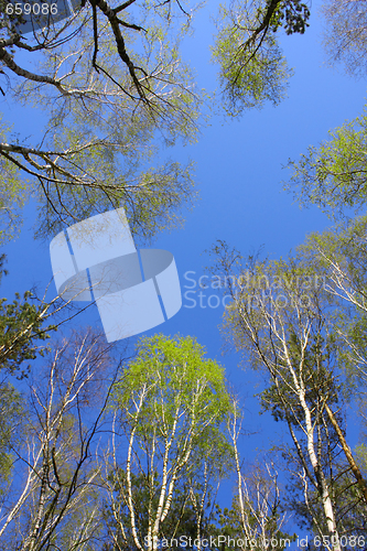 Image of Sky in the wood