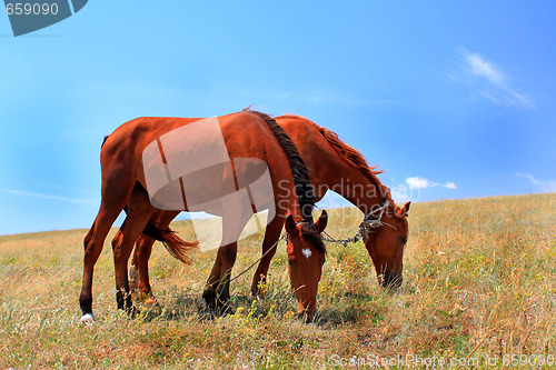 Image of Two horses