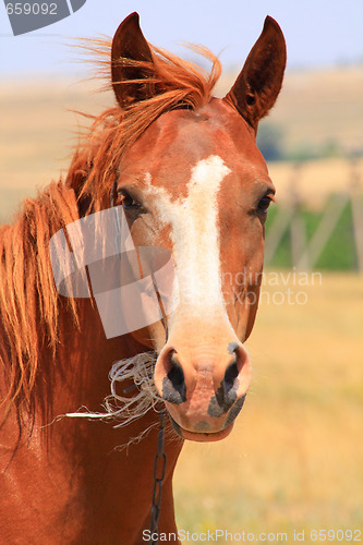 Image of Horse