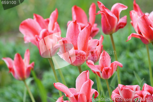 Image of Scarlet tulips