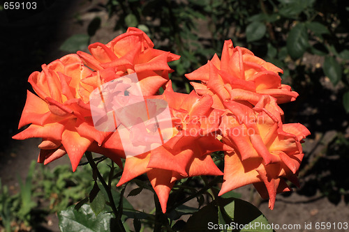 Image of Roses