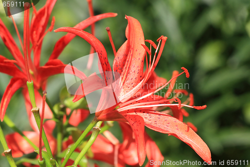 Image of Red lily