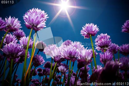 Image of Flower from beneath