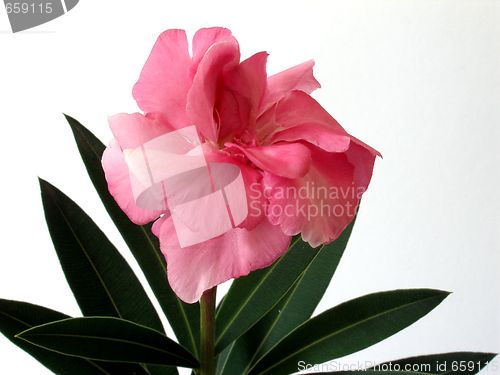 Image of oleander