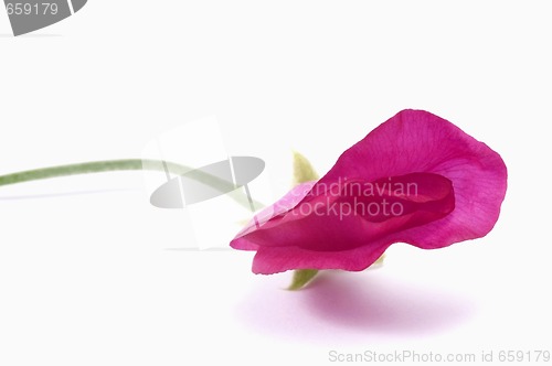 Image of bean. flower