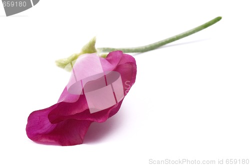 Image of bean. flower
