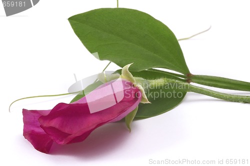 Image of bean. flower