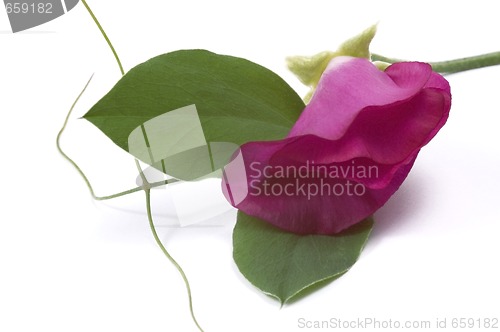 Image of bean. flower